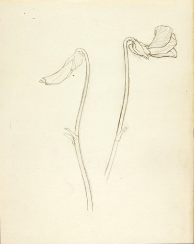 Geschlossene und offene Blume von Solon H. Borglum