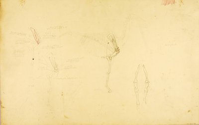 Pferdeanatomie von Solon H. Borglum