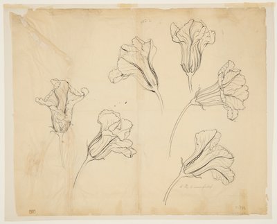 Studien von Kürbisblüten von Sophia L. Crownfield