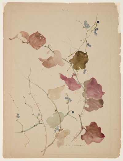 Studie einer Clematis-Rebe mit blauen Beeren von Sophia L. Crownfield