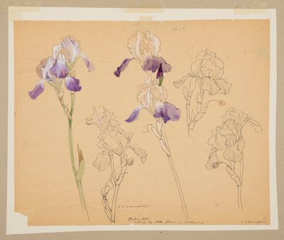 Studie von Schwertlilien von Sophia L. Crownfield