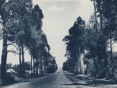 Allee der Blaugummibäume, Pretoria (s/w Foto) von South African Photographer