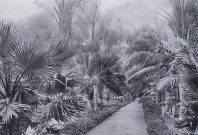 Palm Avenue, Botanische Gärten, Durban von South African Photographer