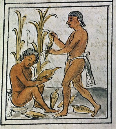 Codex der Eroberung Mexikos: Mais pflücken von Spanish School