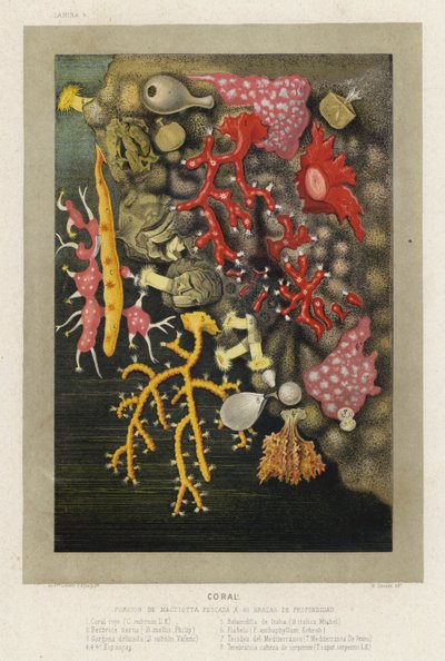 Koralle von Spanish School