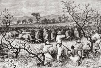 Büffeljagd in Zentralafrika im späten 19. Jahrhundert, aus 