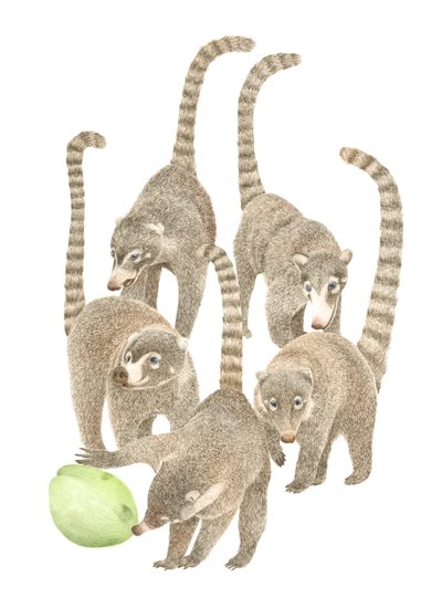 Costa Rica Coatis von Stacy Hsu