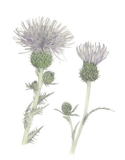Distel von Stacy Hsu