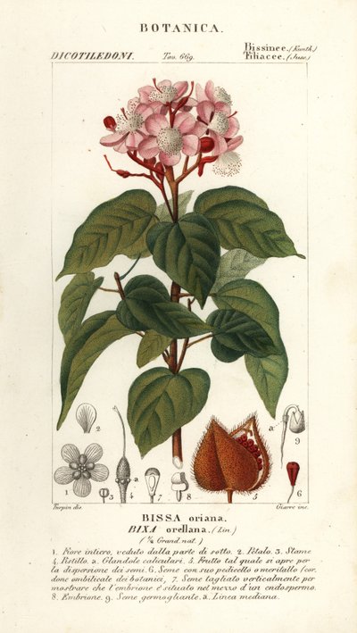 Achiote oder Lippenstiftbaum, Bixa orellana von Stanghi Stanghi
