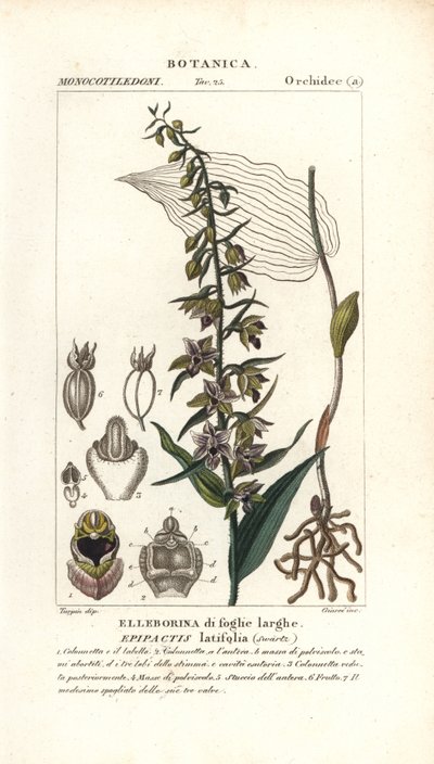 Breitblättrige Stendelwurz, Epipactis helleborine von Stanghi Stanghi
