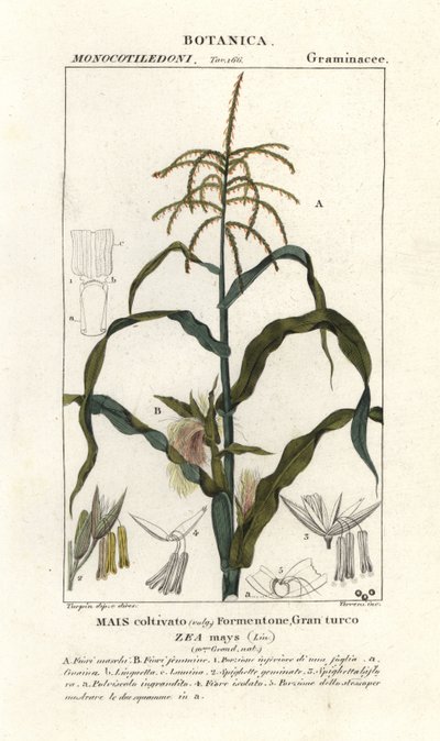 Mais, Zea mays von Stanghi Stanghi