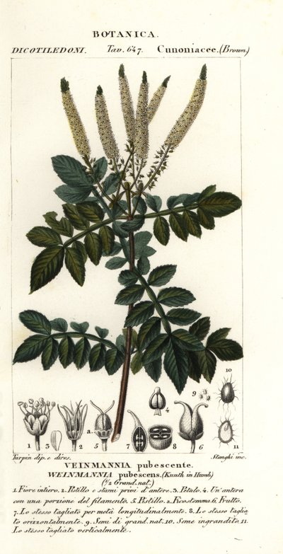 Encenillo, Weinmannia pubescens von Stanghi Stanghi