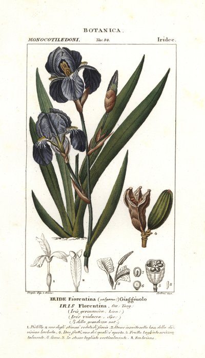 Florentiner Schwertlilie, Iris germanica var florentina von Stanghi Stanghi