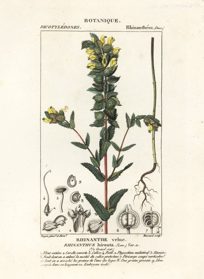 Großer Gelber Zahntrost, Rhinanthus alectorolophus von Stanghi Stanghi