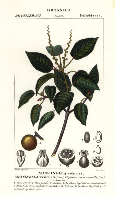 Manchinelbaum oder Strandapfelbaum, Hippomane mancinella von Stanghi Stanghi