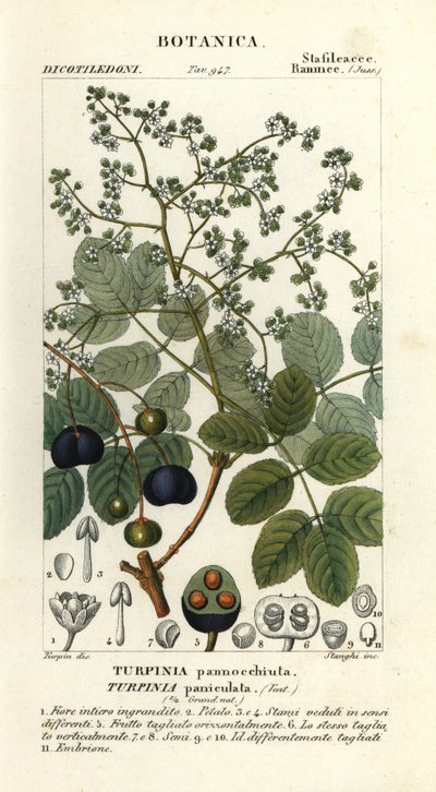 Muttonwood, Turpinia occidentalis von Stanghi Stanghi
