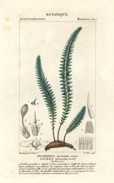 Quillmoos oder falsches Farnmoos, Cyathophorum bulbosum von Stanghi Stanghi