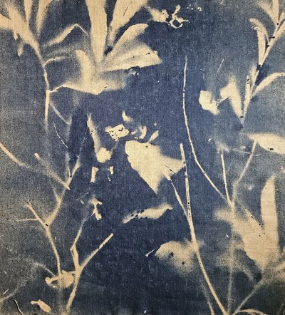 Blaue botanische Schatten von Stefano Mazzolini