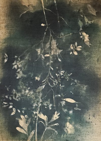 Dunkle botanische Studie von Stefano Mazzolini