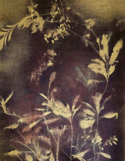 Dunkle Botanische Studie von Stefano Mazzolini