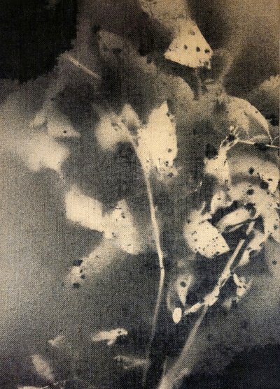 Ätherische Botanische Formen von Stefano Mazzolini
