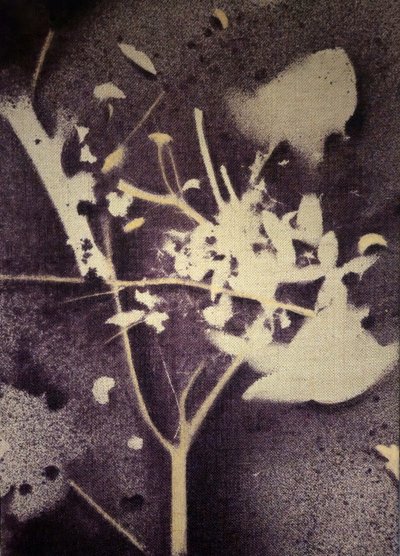 Violette Botanische Silhouette von Stefano Mazzolini