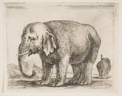 Platte 10: Elefant, aus Verschiedene Tiere Diversi animali, ca. 1641 von Stefano della Bella