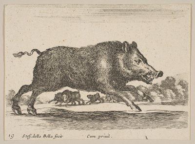 Tafel 19: Wildschwein, aus Verschiedene Tiere Diversi animali, ca. 1641 von Stefano della Bella
