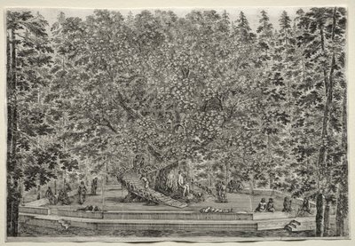 Ansichten der Villa von Pratolino: Der bewohnte Baum von Stefano della Bella