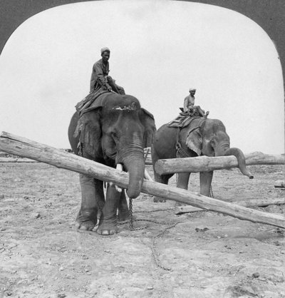 Elefanten arbeiten in einem Holzlager, Rangun, Birma, 1908 von Stereo Travel Co