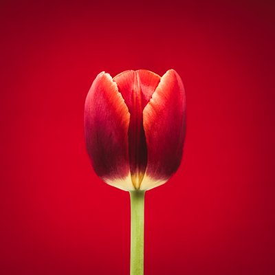 Porträt einer einzelnen roten Tulpe auf rotem Hintergrund von Steve Gallagher