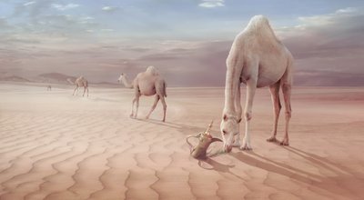 Arabische Wüste Kamele von Sulaiman Almawash