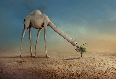 Langhalskamel von Sulaiman Almawash