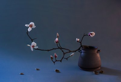 Zen Magnolienblüte von Summer2016
