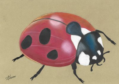 Niedlicher Roter Marienkäfer von Sunet Theron
