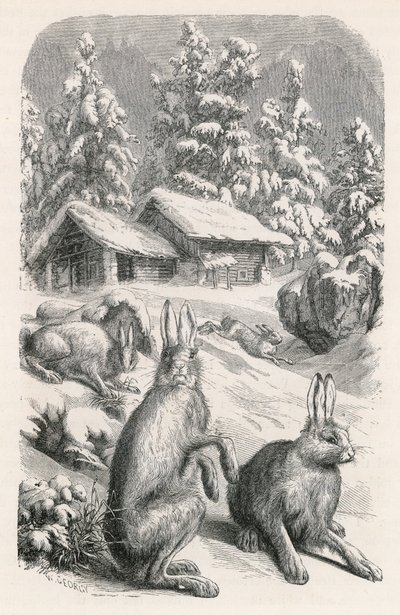 Weiße Alpenhasen von Swiss School