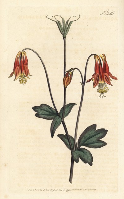 Kanadische Akelei, Aquilegia canadensis von Sydenham Teast Edwards