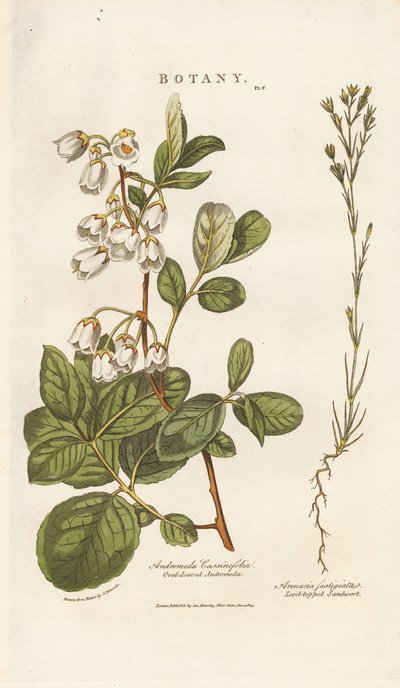 Andromeda und Sandkraut von Sydenham Teast Edwards