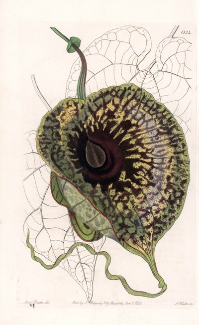 Aristoloche Variete - Platte graviert von S. Watts, nach einer Illustration von Sarah Anne Drake (1803-1857), aus dem Botanischen Register von Sydenham Edwards (1768-1819), England von Sydenham Teast Edwards