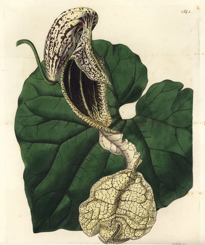Aristoloche Varietät von Sydenham Teast Edwards