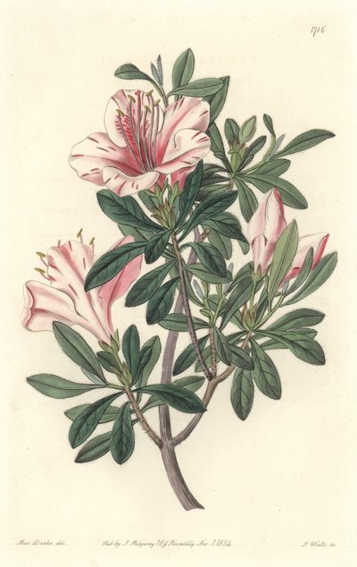 Azalee der Floristen von Sydenham Teast Edwards