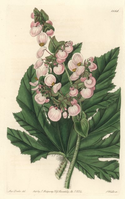 Begonie mit blassrosa Blüten von Sydenham Teast Edwards