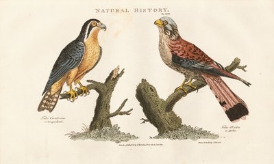 Bengalfalke und Rotfußfalke von Sydenham Teast Edwards