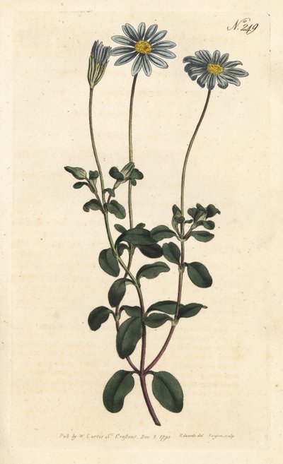 Blaue Gänseblümchen, Felicia amelloides (Blau blühende Cinerarie oder Kapaster, Cineraria amelloides) - Handkolorierter Kupferstich von Sansom nach einer Illustration von Sydenham Edwards aus William Curtis