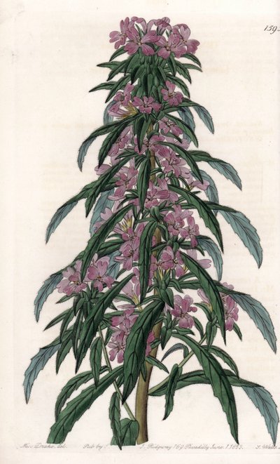 Boisduvalia von Sydenham Teast Edwards
