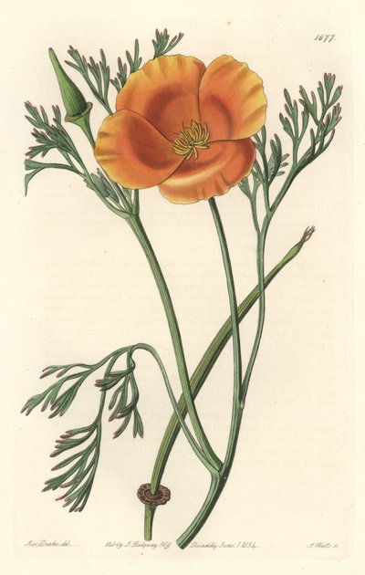 Kalifornischer Mohn von Sydenham Teast Edwards
