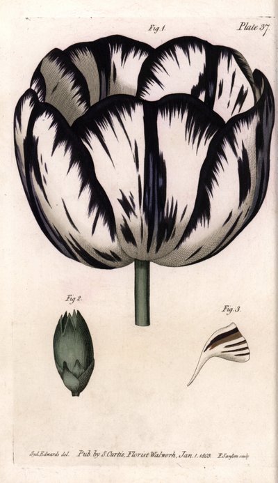 Kelch der Tulpe und Nelken-Giroflee oder Nelkenfloristen. Farbiger Kupferstich, Illustration von Sydenham Edwards (1768-1819) für Konferenzen der Botanik, Botanischer Garten von Lambeth (England) von Sydenham Teast Edwards