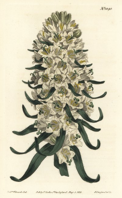 Glockenblume hat schöne Blüten - Pyrenäen-Glockenblume, Campanula speciosa (Langgespitzte Glockenblume, Campanula thyrsoidea). Handkolorierte Kupferstichgravur von F. Sansom Jr. nach einer Illustration von Sydenham Edwards aus William Curtis