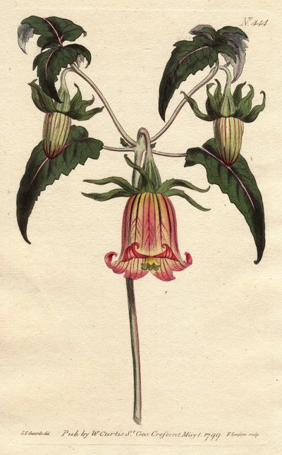 Kanaren-Glockenblume, Canarina campanula von Sydenham Teast Edwards