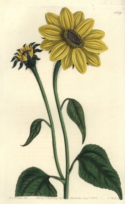 Tithonia tubaeformis von Sydenham Teast Edwards